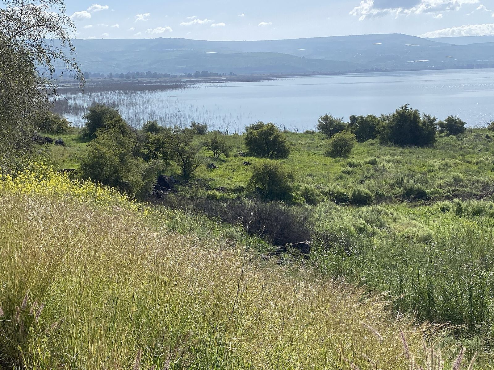 Shoreline of the Sea of Galilee